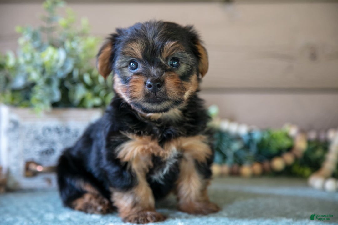Yorkshire Terrier dogs for sale: Flynn - Image 1