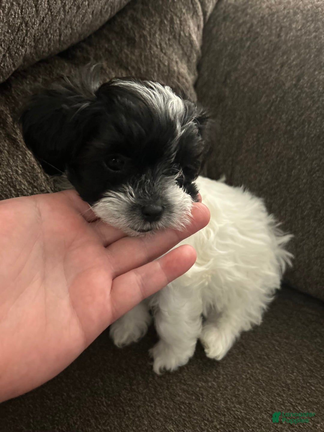 Teddy Bear dogs for sale: Princess - Image 6