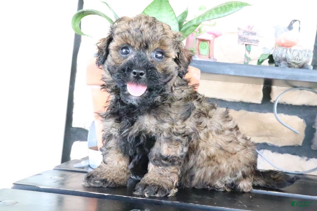 Shihpoo dogs for sale: Axel - Image 3