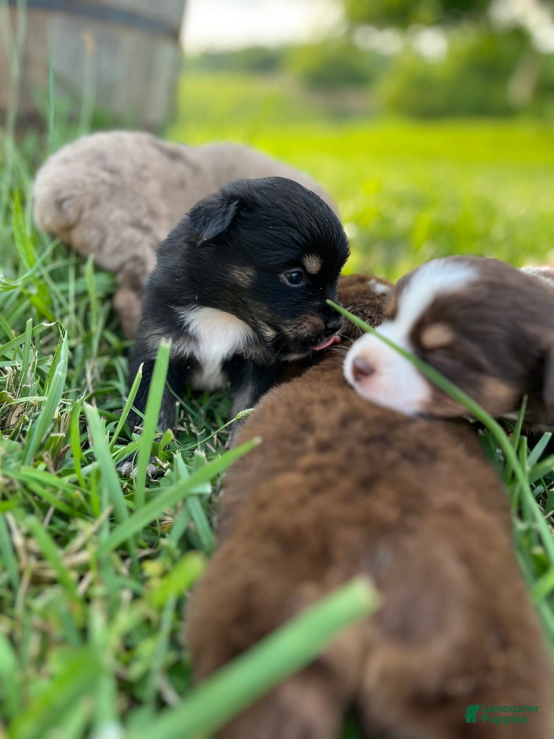 Miniature Australian Shepherd dogs for sale: Jane - Image 2