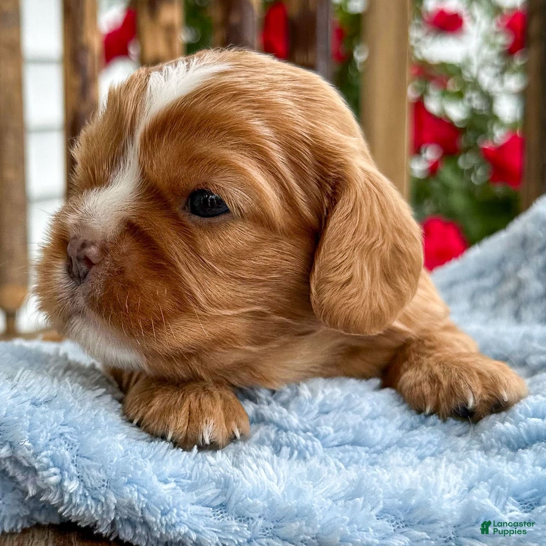Cavalier King Charles Spaniel dogs for sale: Roscoe - Image 4