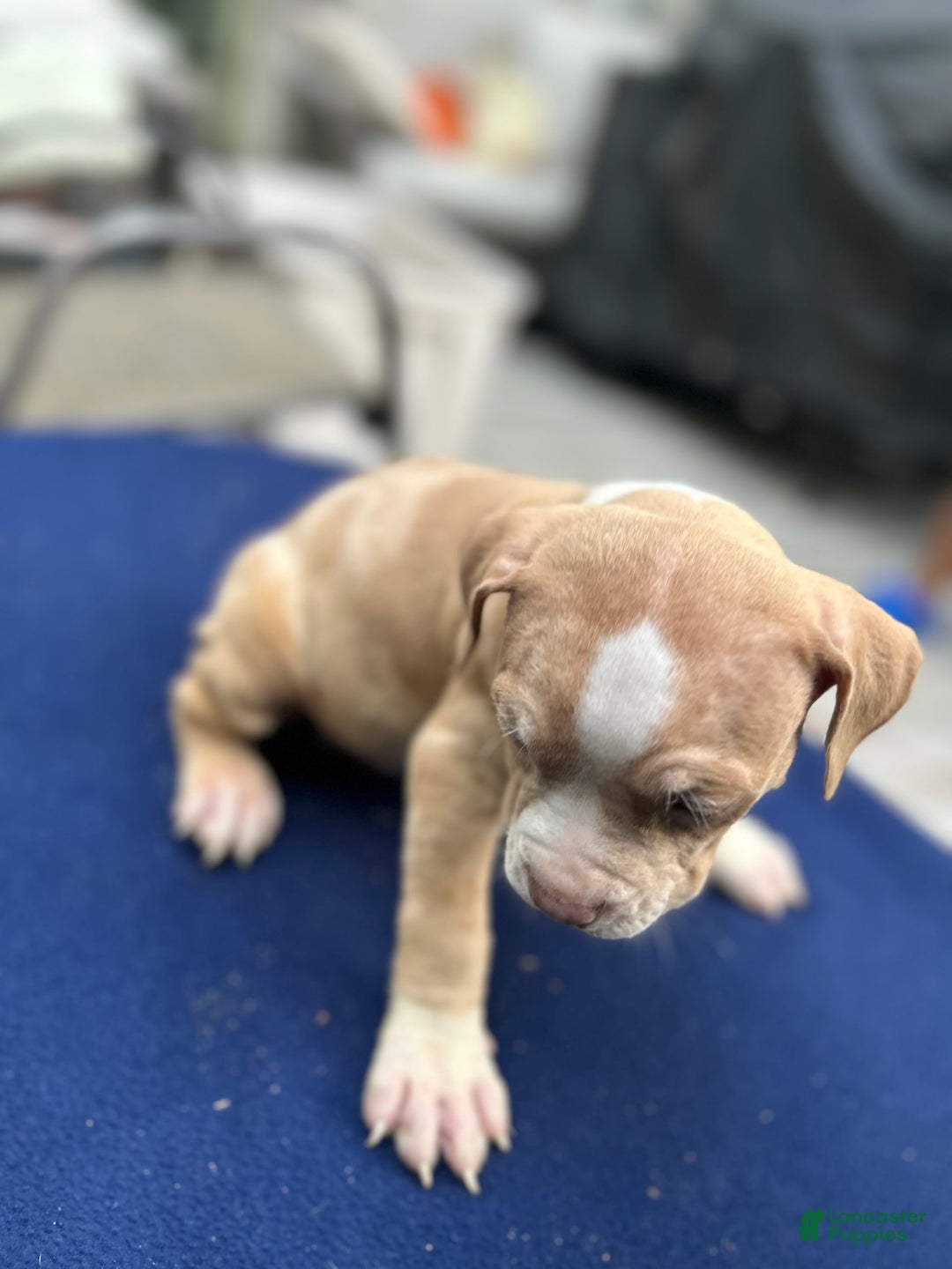 American Bully dogs for sale: Dime - Image 4