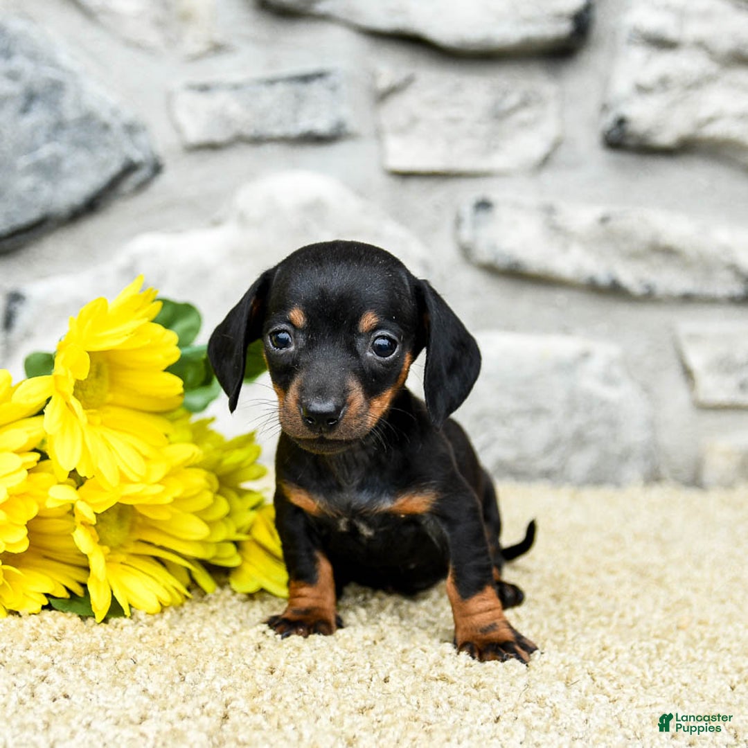Miniature Dachshund dogs for sale: Zola - Image 5