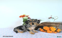 Miniature Dachshund dogs for sale: Trisha - Image 19