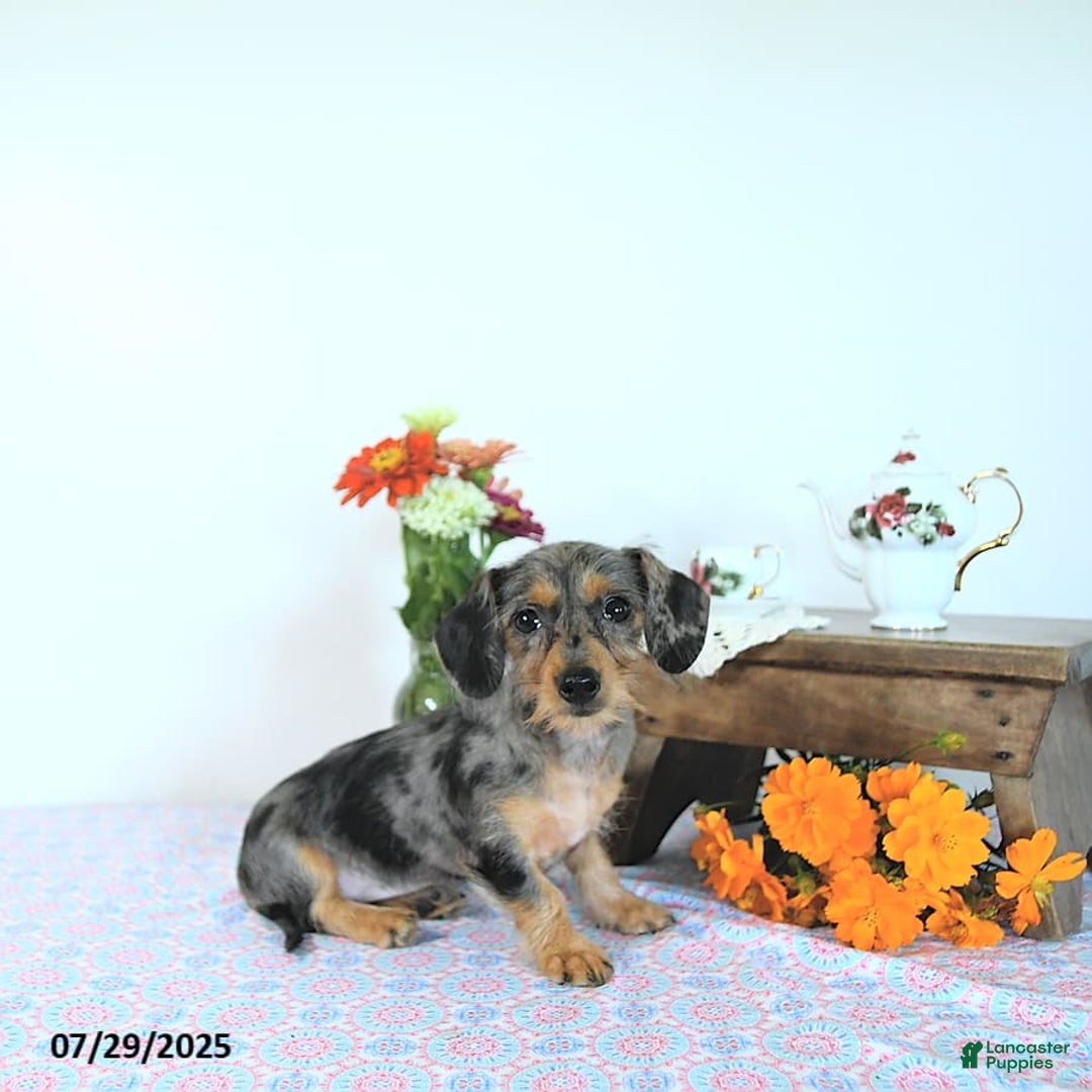 Miniature Dachshund dogs for sale: Trisha - Image 19