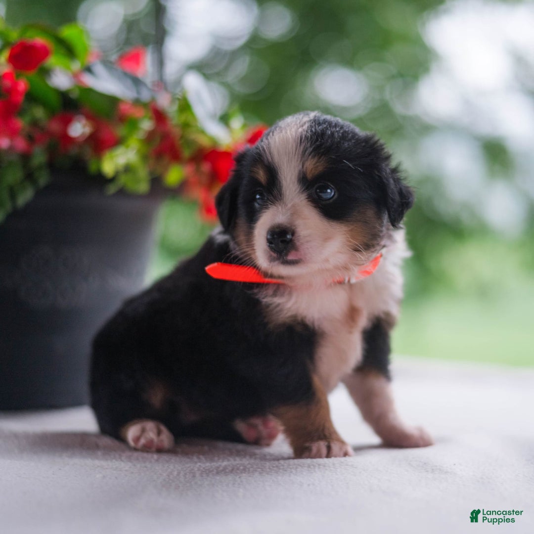 Miniature Australian Shepherd dogs for sale: Tammy - Image 1