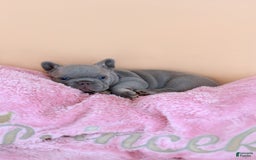 French Bulldog dogs for sale: Dylan - Image 7