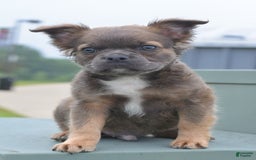 Frenchton dogs for sale: Milo Fluffy - Image 1