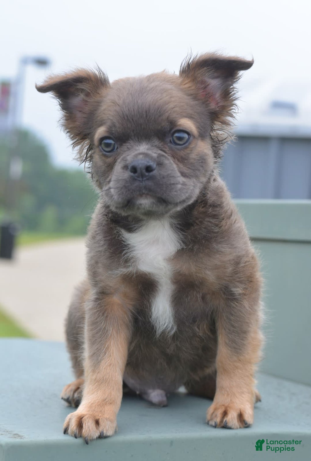Frenchton dogs for sale: Milo Fluffy - Image 1