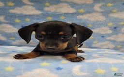 Miniature Dachshund dogs for sale: Mini - Image 3