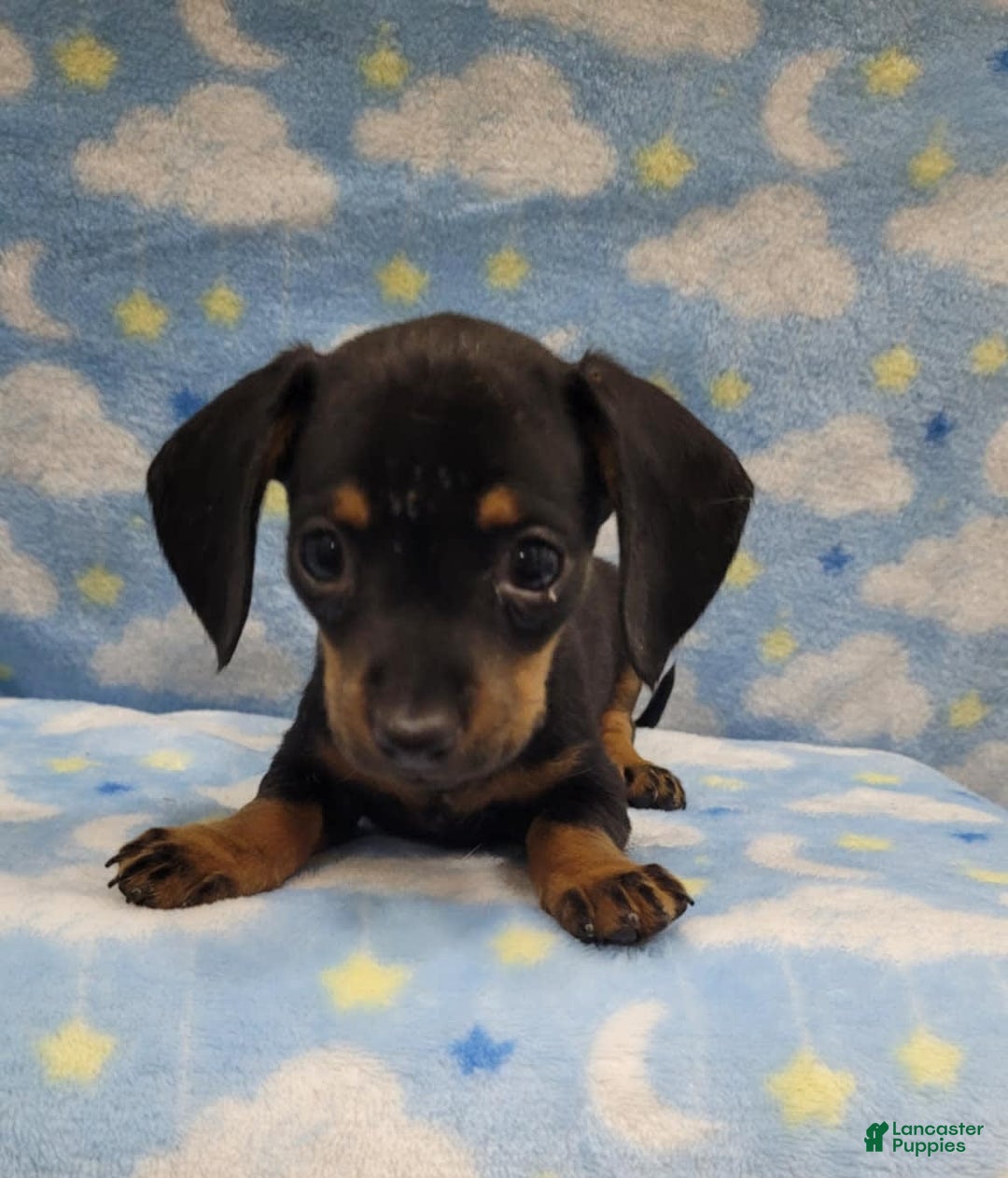 Miniature Dachshund dogs for sale: Mini - Image 3