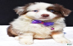 Miniature Australian Shepherd dogs for sale: June - Image 8