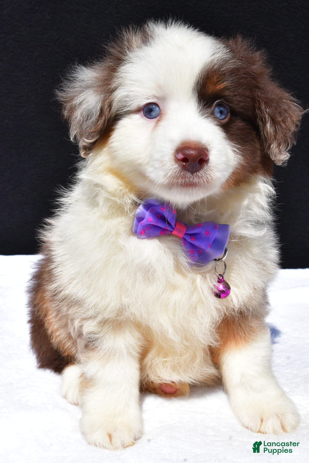 Miniature Australian Shepherd dogs for sale: June - Image 8