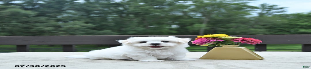 Toby