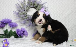 Bernese Mountain Dog dogs for sale: Pebbles - Image 27