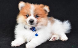 Pomeranian dogs for sale: Earl - Image 8