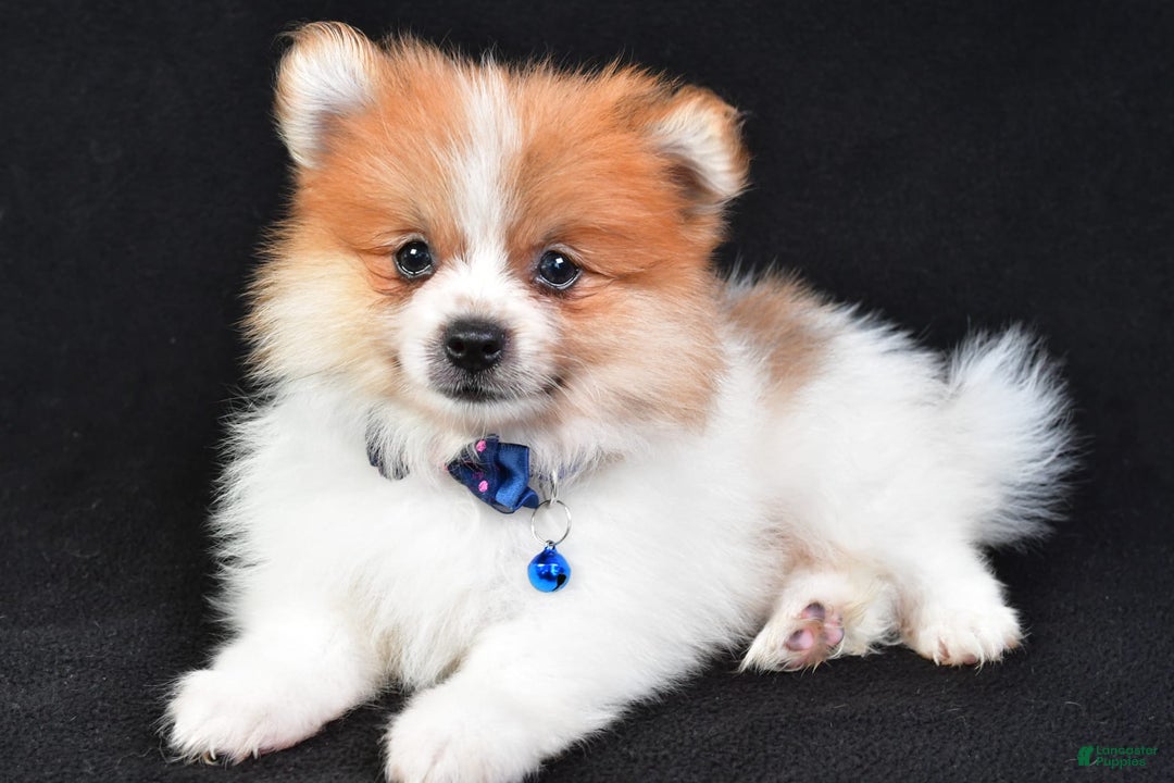 Pomeranian dogs for sale: Earl - Image 8