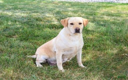 Labrador Retriever dogs for sale: Lilly A - Image 2