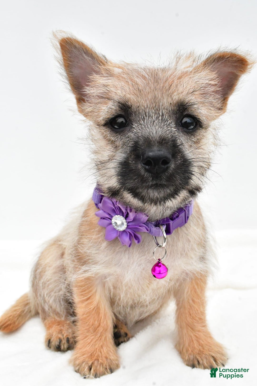 Cairn Terrier dogs for sale: Carla - Image 6