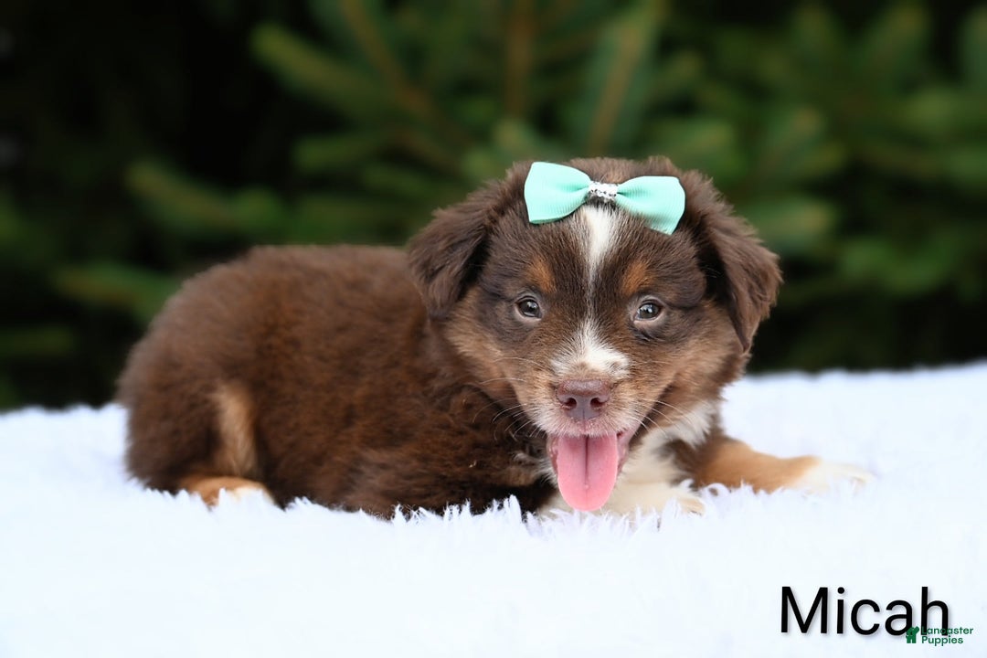 Miniature Australian Shepherd dogs for sale: Micah - Image 3