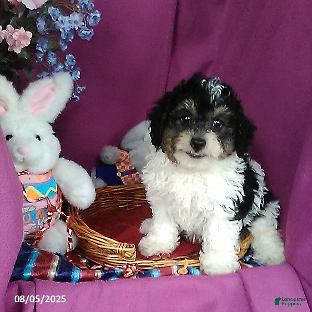 Toy Poodle dogs for sale: Captain - Image 1