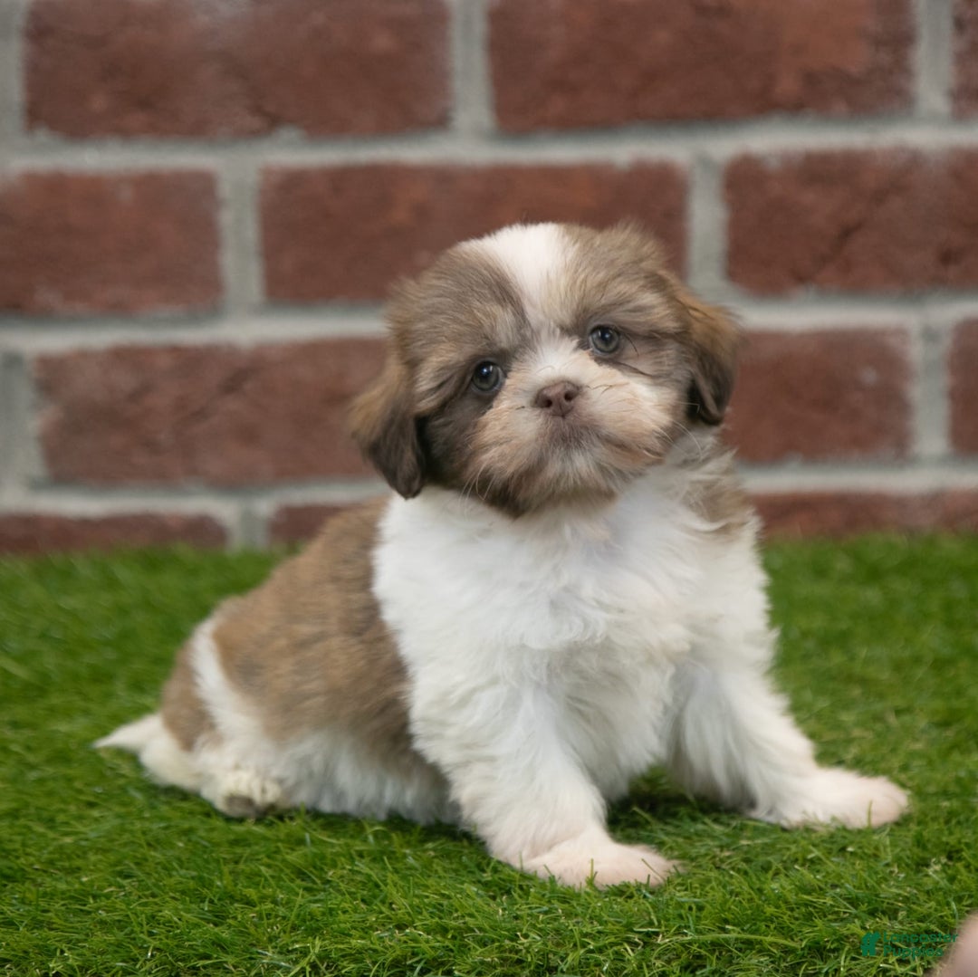 Shih Tzu dogs for sale: Hannah - Image 3
