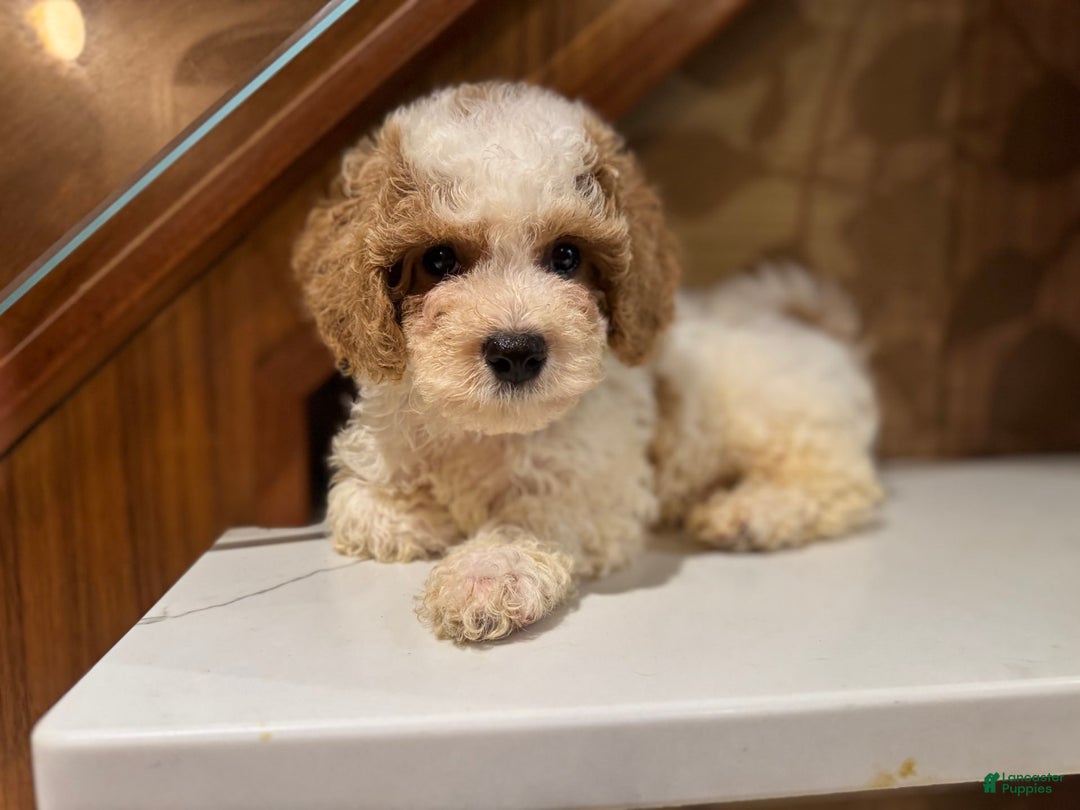 Cavapoo dogs for sale: Rocky - Image 4