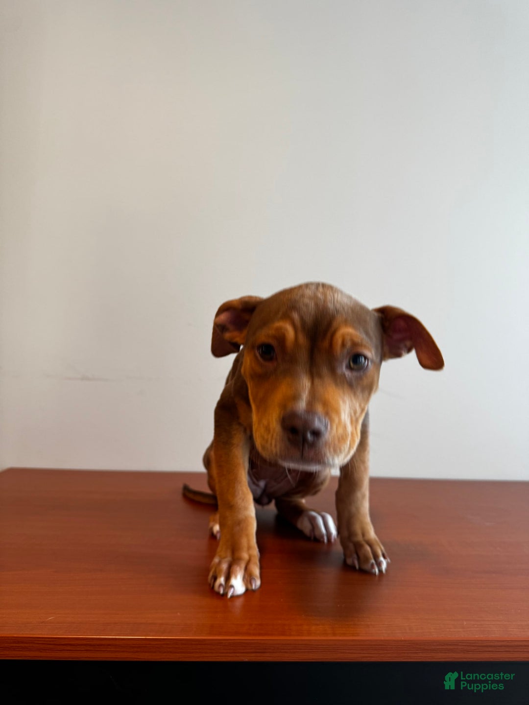 American Bully dogs for sale: Foxy - Image 5