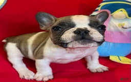 French Bulldog dogs for sale: Luke - Image 4