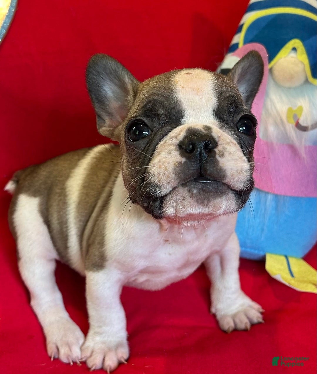 French Bulldog dogs for sale: Luke - Image 4
