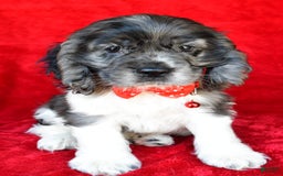 Cocker Spaniel dogs for sale: Pebbles - Image 2