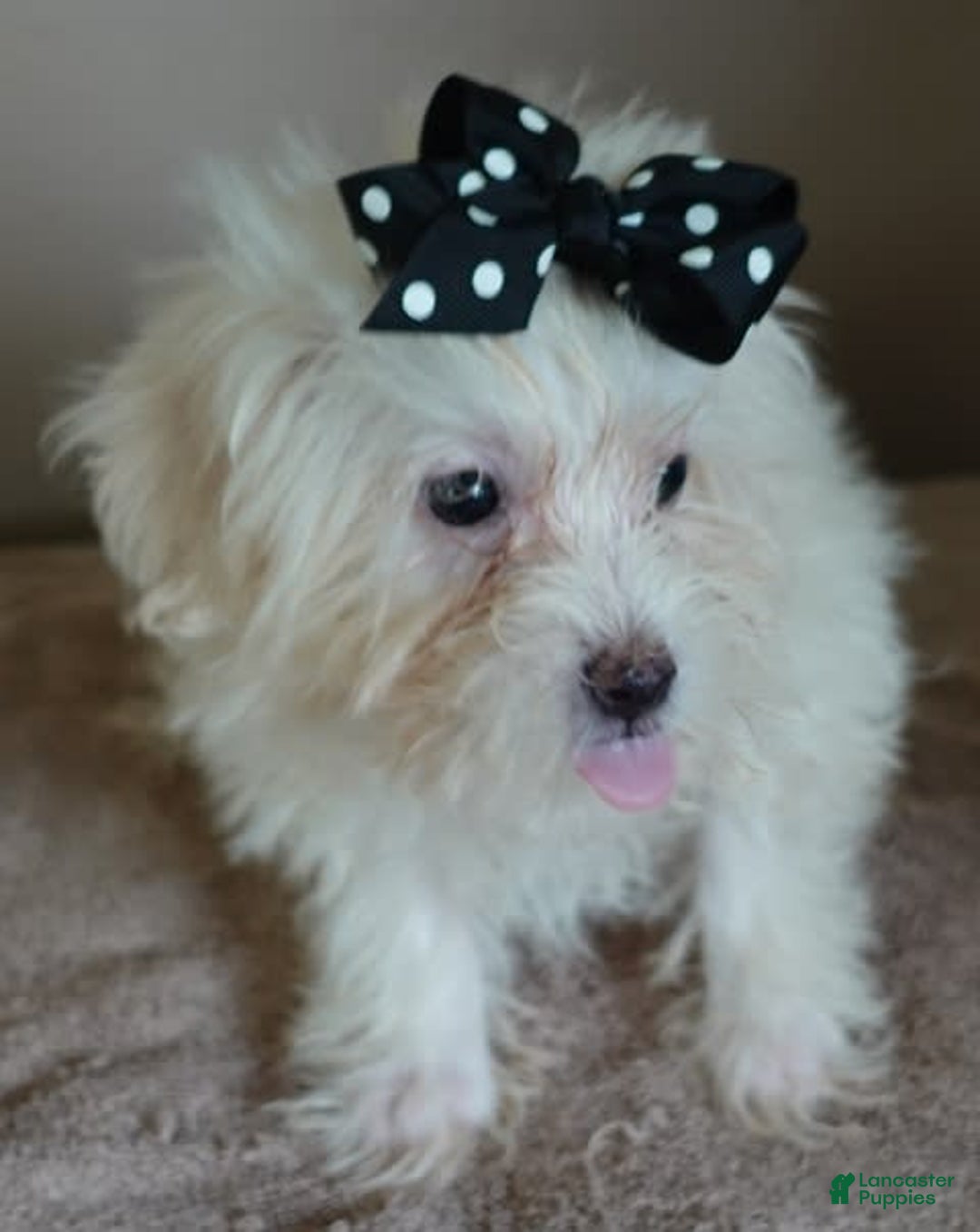 Maltipoo dogs for sale: 3 lb oslo - Image 13