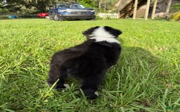 Australian Shepherd dogs for sale: L-brown - Image 2