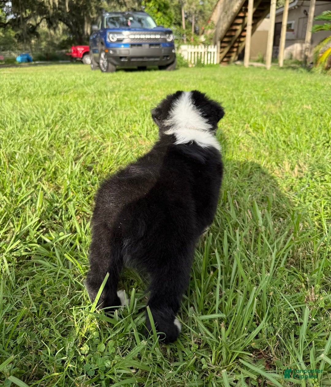 Australian Shepherd dogs for sale: L-brown - Image 2