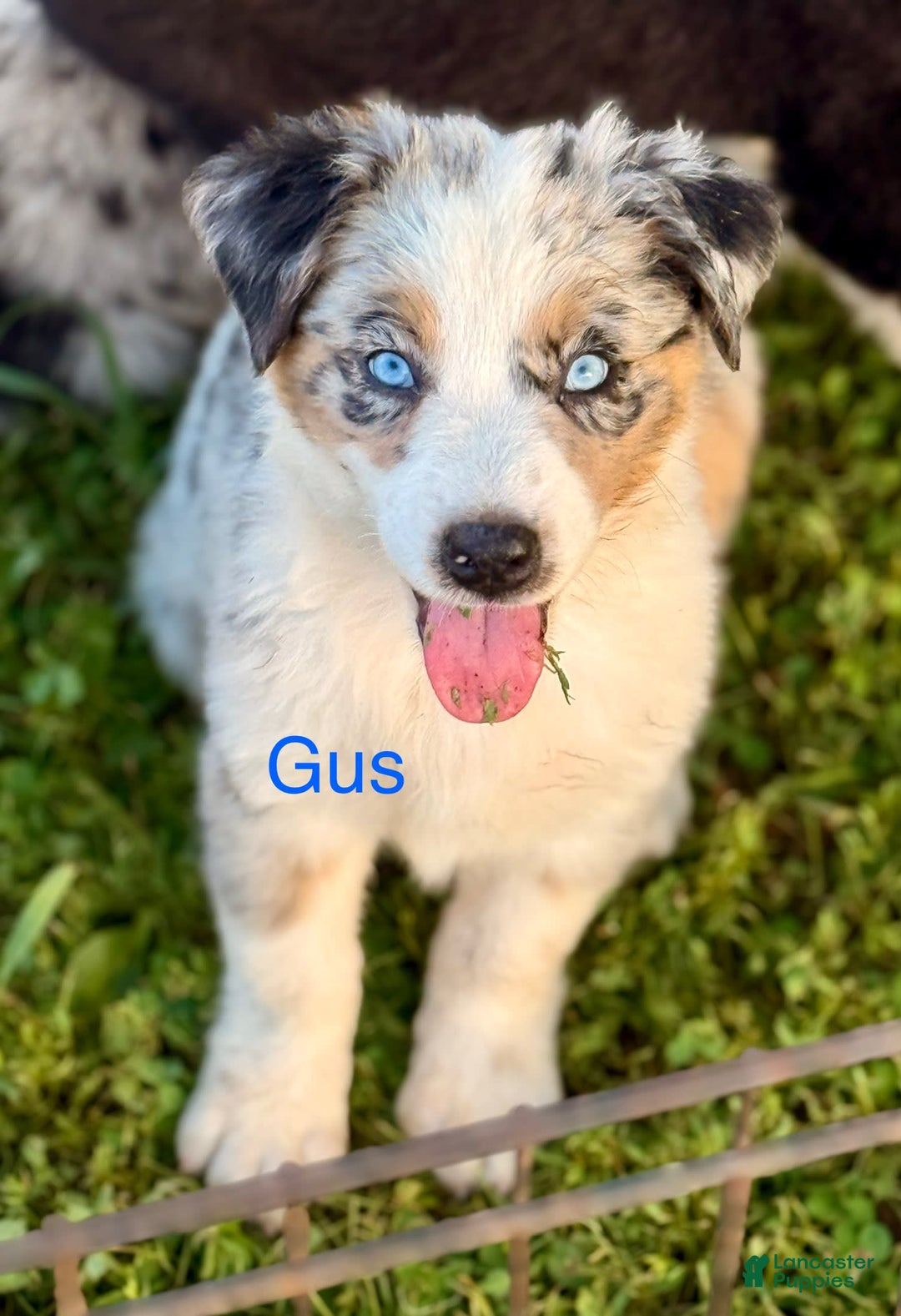Australian Shepherd dogs for sale: Gus - Image 2