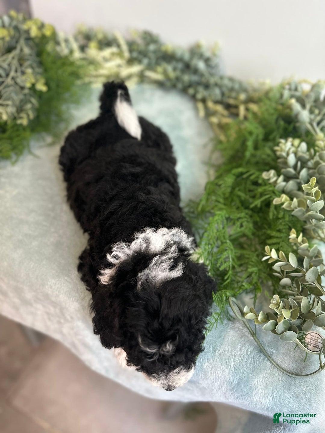 Mini Bernedoodle dogs for sale: Jasper - Image 2