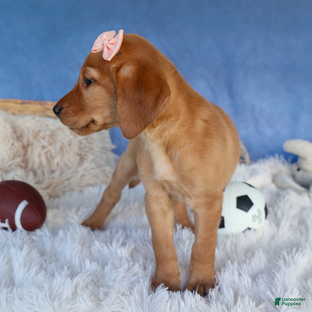 Labrador Retriever dogs for sale: Red Fox Gabby - Image 11