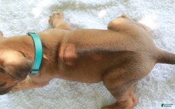 Rhodesian Ridgeback dogs for sale: Spencer - Image 2