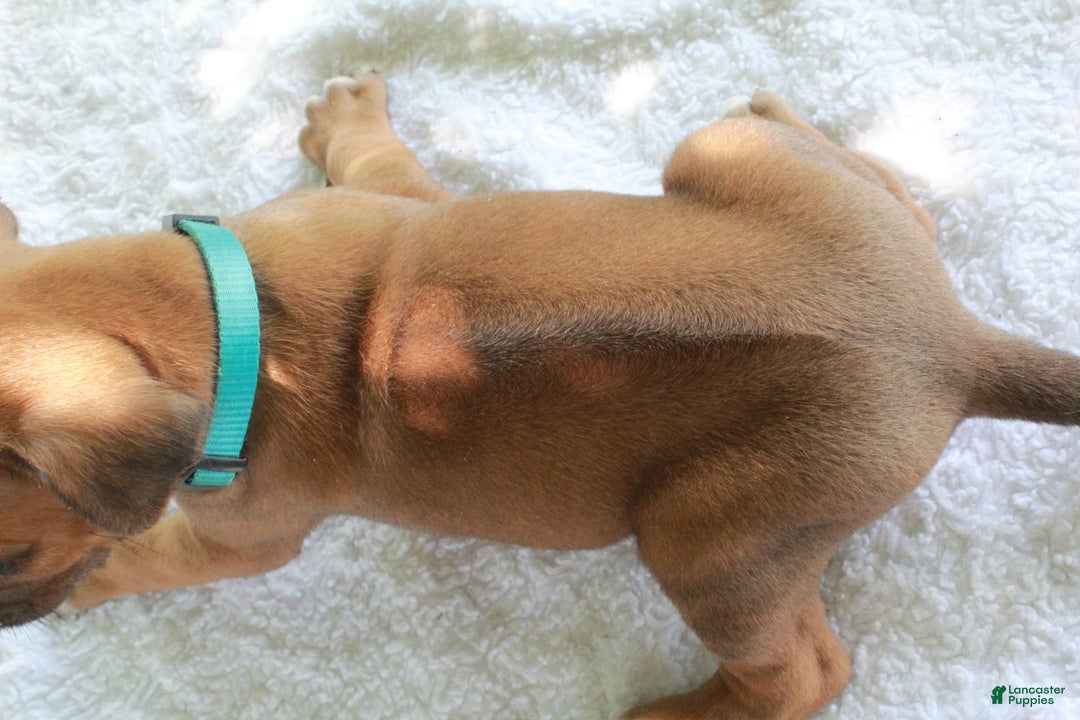 Rhodesian Ridgeback dogs for sale: Spencer - Image 2