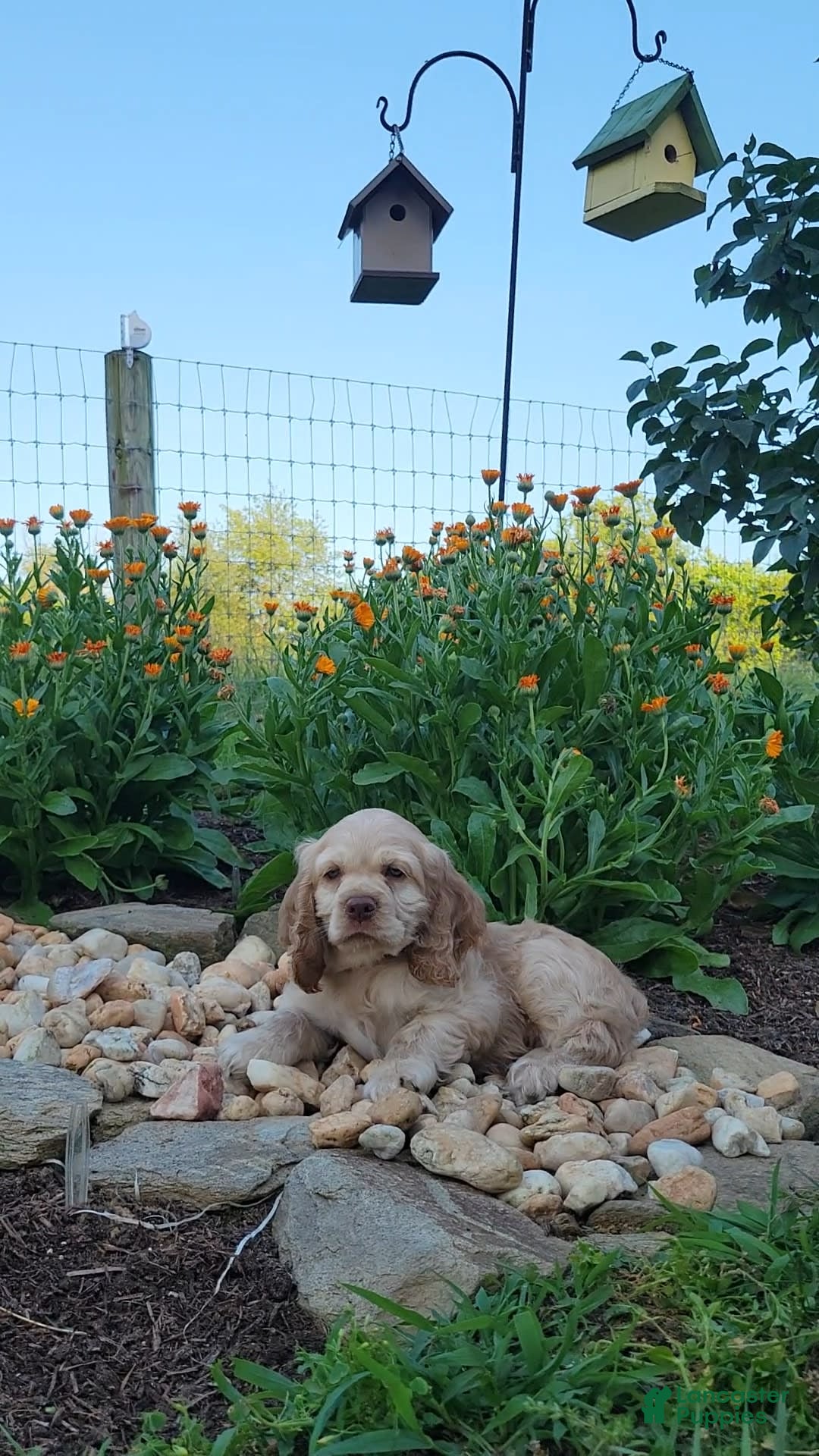 Cocker Spaniel dogs for sale: Rudy - Image 2