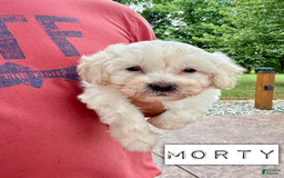 Chinese Crested dogs for sale: Morty - Image 1