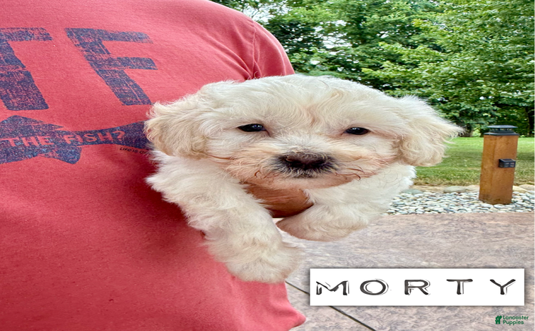 Chinese Crested dogs for sale - Ad 3