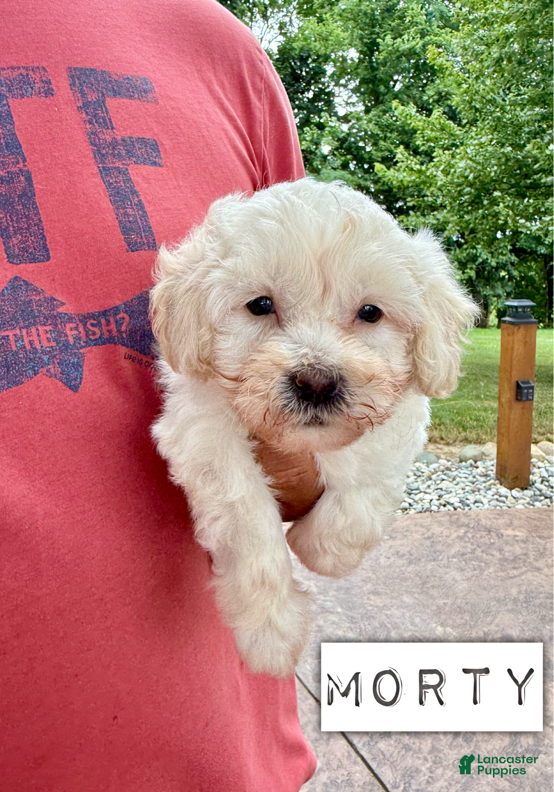 Chinese Crested dogs for sale: Morty - Image 1