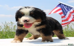 Bernese Mountain Dog dogs for sale: Winston - Image 2