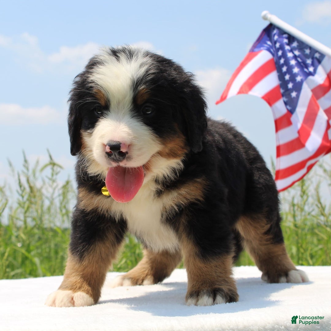 Bernese Mountain Dog dogs for sale: Winston - Image 2