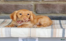 Miniature Dachshund dogs for sale: Sparky - Image 9