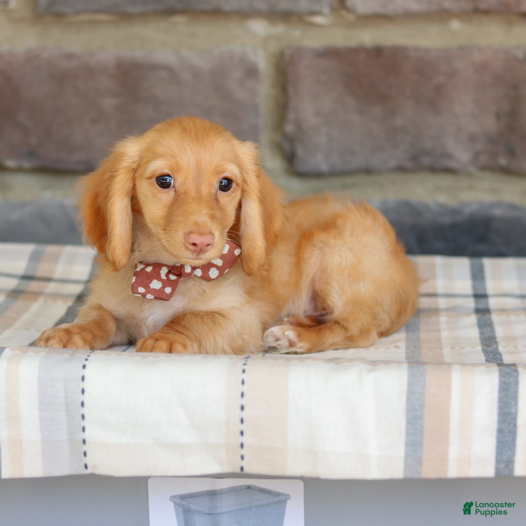 Miniature Dachshund dogs for sale: Sparky - Image 9