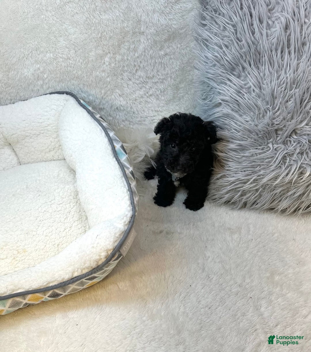 Yorkiepoo dogs for sale: Braxton - Image 7
