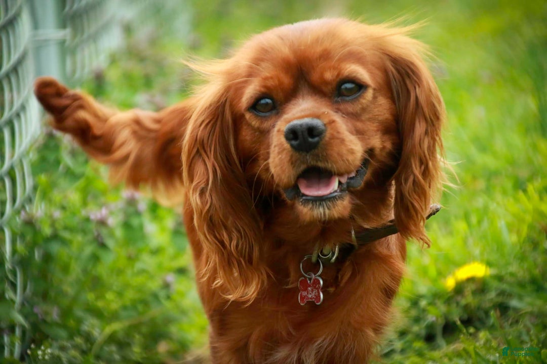 Cavalier King Charles Spaniel dogs for sale: Clifford - Image 41