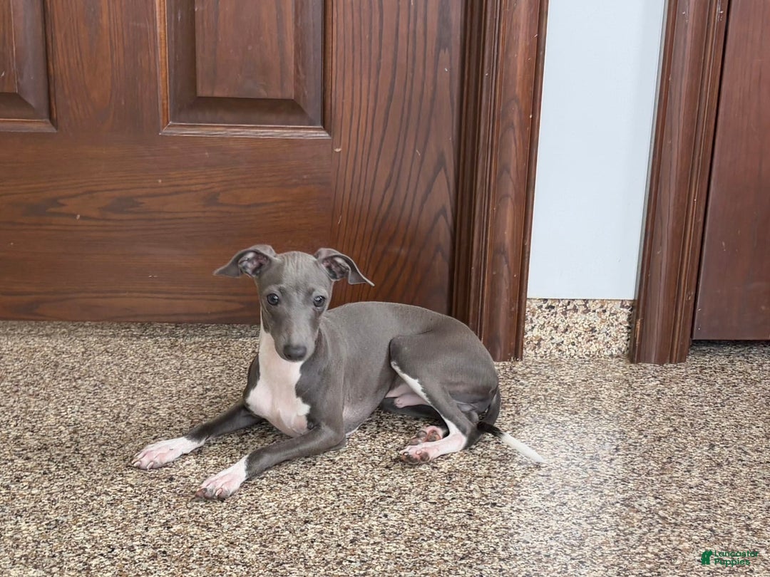 Italian Greyhound dogs for sale: Rocky - Image 3